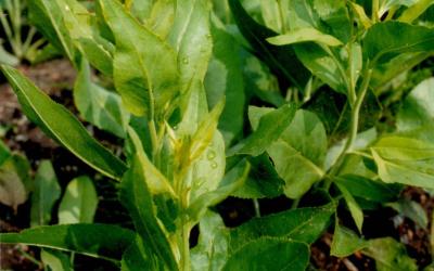 Cresson des jardins Grande passerage - Plant de Lepidium latifolium