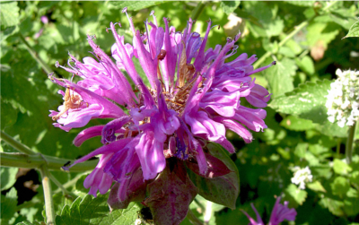 Monarde rose - Plant de Monarda fistulosa x tétraploïde