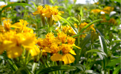 Estragon Mexicain (Yauhtli) - Plante de Tagetes lucida