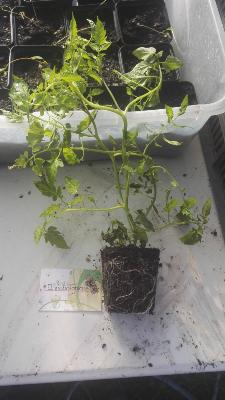 Tomate sauvage - Plant de Lycopersicon species