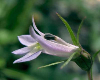 Tabac indien - +- 1700 Graines de Lobelia inflata