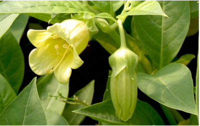 Plante rare: Belladone - Atropa belladonna | Le Jardin Ethnobotanique - Achat, Vente et Culture