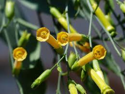 Tabac glauque - Graines de Nicotiana glauca