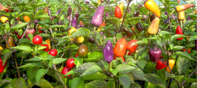 Piment violet de l'Equateur