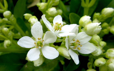 Fleur d'oranger Mexicain - Plant Choisya ternata