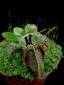 Cephalotus follicularis - Plante carnivore cruche d'Albany