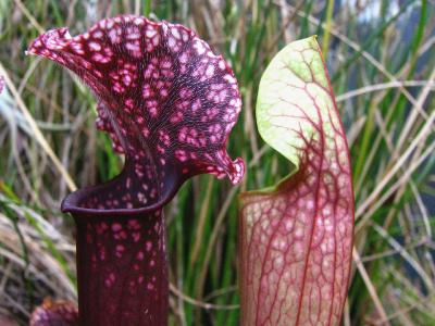 Sarracenia x Judith Hindle - Plante carnivore rare