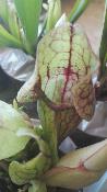 Sarracenia purpurea ssp. venosa - Plante carnivore tube rare rustique