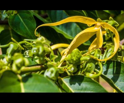 Ylang Ylang - Graines de Cananga odorata