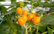 Tamarillo nain - Plant de Cyphomandra abutiloides 