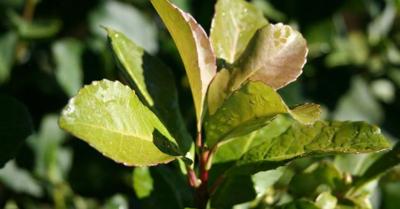 Ilex paraguariensis - Yerba mate graines